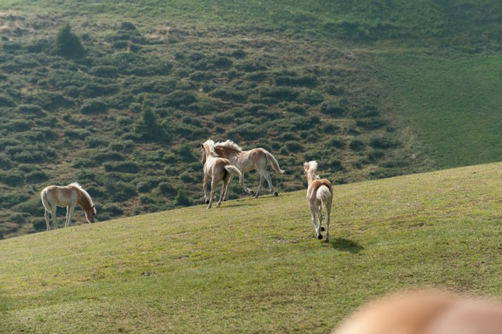 Hochwertige Stutenmilch vom Demeter-Betrieb